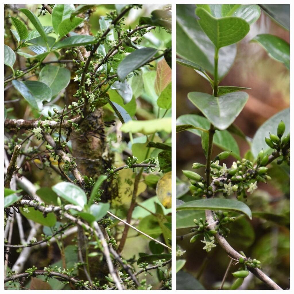 Geniostoma_borbonicum-Bois_de_piment-LOGANIACEAE-Endemique_Reunion_Maurice-20240424_181905.jpg