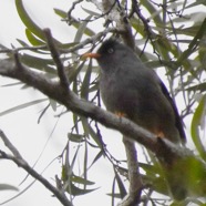 Hipsipetes_borbonicus-Merle_pei-PYCNONOTIDAE-Endemique_Reunion-MB3_6309b.jpg