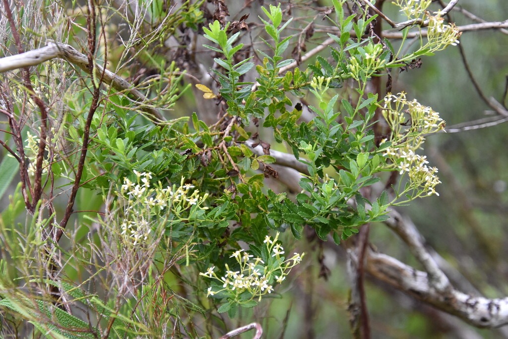 Hubertia_ambavilla-Ambaville-ASTERACEAE-Endemique_Reunion_Maurice-MB3_6275.jpg