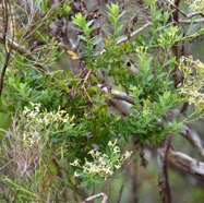 Hubertia_ambavilla-Ambaville-ASTERACEAE-Endemique_Reunion_Maurice-MB3_6275.jpg