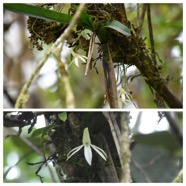 Jumellea_triquetra-EPIDENDROIDEAE-Endemique_Reunion-20240424_182846.jpg