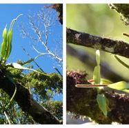 Lepisorus_spicatus-POLYPODIACEAE-Indigene_Reunion-20240424_182214.jpg