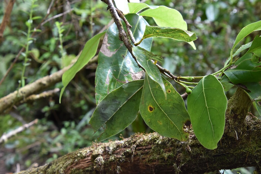 Ocotea_obtusata-Cannelle_marron-LAURACEAE-Endemique_Reunion_Maurice--MB3_6249.jpg