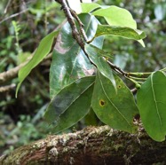 Ocotea_obtusata-Cannelle_marron-LAURACEAE-Endemique_Reunion_Maurice--MB3_6249.jpg