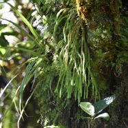 Phlegmariurus_verticillatus-LYCOPODIACEAE-Indigene_Reunion-MB3_6173.jpg