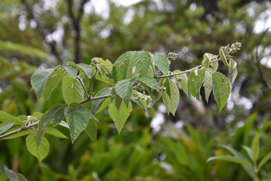Rubus_apetalus-Ronce_blanche-ROSACEAE-Indigene_Reunion-MB3_6270.jpg
