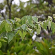 Rubus_apetalus-Ronce_blanche-ROSACEAE-Indigene_Reunion-MB3_6270.jpg