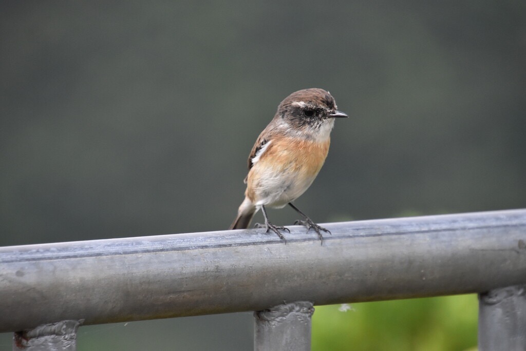 Saxicola-tectes-Tectec-MUSCICAPIDAE-Endemique_Reunion-MB3_6200.jpg