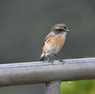 Saxicola-tectes-Tectec-MUSCICAPIDAE-Endemique_Reunion-MB3_6200.jpg