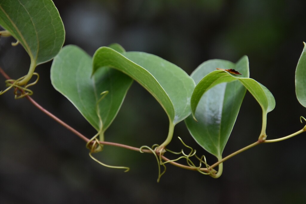 Smilax_anceps-Liane_croc_de_chien-SMILACACEAE-Indigene_Reunion-MB3_6292.jpg