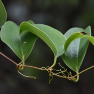 Smilax_anceps-Liane_croc_de_chien-SMILACACEAE-Indigene_Reunion-MB3_6292.jpg