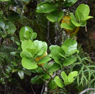 Tambourissa_crassa-Bois_de_tambour-MONIMIACEAE-Endemique_Reunion-MB3_6285.jpg
