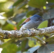 Terpsiphone_bourbonnensis-Zoizo_La_Vierge-MONARCHIDAE-Endemqie_Reunion-MB3_6150b.jpg