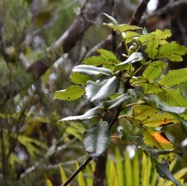 Weinmannia_mauritiana-Ti_Tan-CUNIONACEAE-Endemique_Reunion_Maurice-MB3_6261.jpg