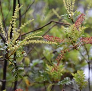 Weinmannia_tinctoria-Tan_rouge(fleurs_et_fruits)-CUNONIACEAE-Endemique_Reunion_Maurice-MB3_6268.jpg