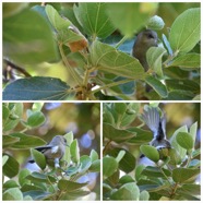 Zosterops_borbonicus_borbonicus-Zoizo blanc_Lilit_Bec fin_Tililit-ZOSTEROPIDAE-Endemique_Reunion-20240424_205741.jpg