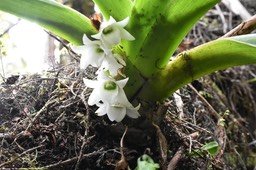Angraecum bracteosum - EPIDENDROIDEAE - Endémique Réunion - MAB_6048