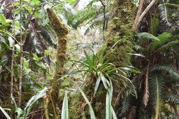 Angraecum bracteosum - EPIDENDROIDEAE - Endémique Réunion - MAB_5986