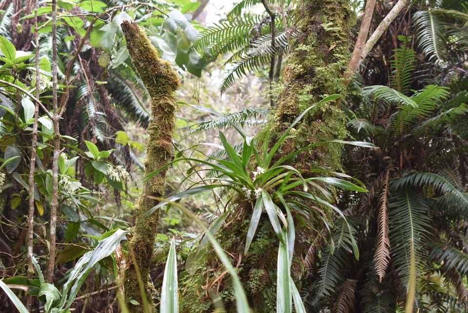 Angraecum bracteosum - EPIDENDROIDEAE - Endémique Réunion - MAB_5986