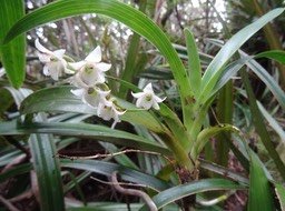 Angraecum striatum - EPIDENDROIDEAE - Endémique Réunion - DSC00108