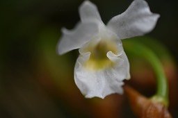 Beclardia macrostachya - EPIDENDROIDEAE - Indigène Réunion - MAB_6016