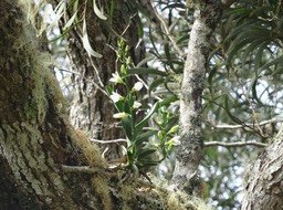 Beclardia macrostachya - EPIDENDROIDEAE - Indigène Réunion - DSC00056