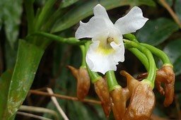 Beclardia Macrostachya