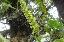 Benthamia nigrescens 