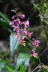 Calanthe sylvatica - EPIDENDROIDEAE - Indigène Réunion - MAB_6037