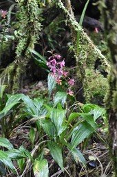Calanthe sylvatica - EPIDENDROIDEAE - Indigène Réunion - MAB_6036