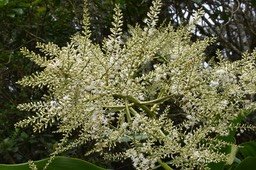 Cordyline mauritiana - Canne marron - ASPARAGACEAE - Endémique Réunion, Maurice -MAB_6057