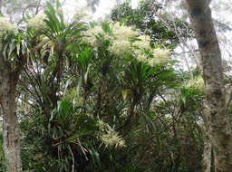 Cordyline mauritiana - Canne marron - ASPARAGACEAE - Endémique Réunion, Maurice - DSC00069
