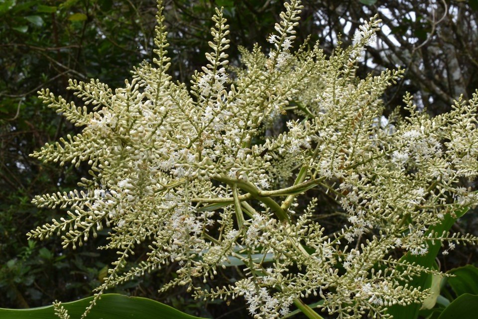 Cordyline mauritiana - Canne marron - ASPARAGACEAE - Endémique Réunion, Maurice -MAB_6057