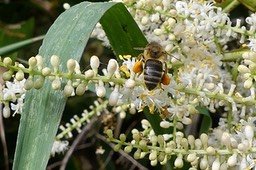 Cordyline Mauritiana