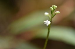 Cynorkis coccinelloides - ORCHIDOIDEAE - Indigène Réunion - MAB_6017