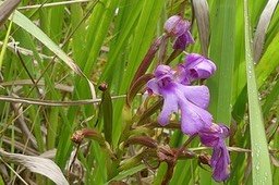 Cynorkis Purpurascens