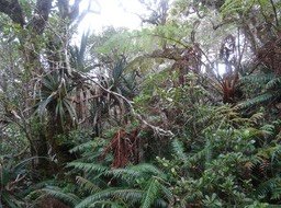 Forêt de Bélouve - DSC00088