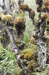 Forêt de Bélouve - MAB_6050