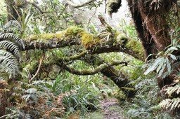 Forêt de Bélouve - MAB_6052