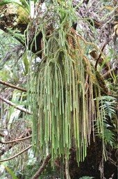 Huperzia gnidioides - Ruban de prêtre - LYCOPODIACEAE - Indigène Réunion, Maurice - MAB_5984