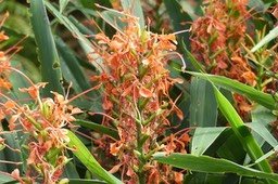 longose rouge Hedychium coccineum