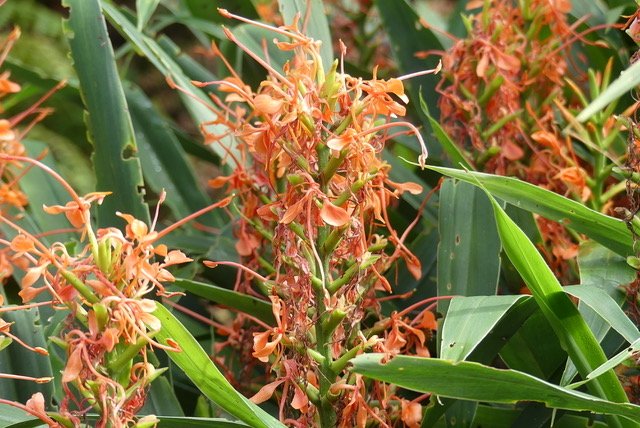 longose rouge Hedychium coccineum