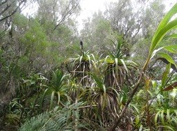 Pandanus sylvestris - Petit vacoa - PANDANACEAE - Endémique Réunion - DSC00109