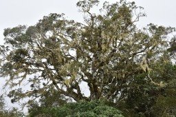 Weinmannia tinctoria - Tan Rouge - CUNONIACEAE - Endémique Réunion, Maurice - MAB_6055