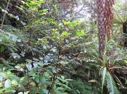 1. Phyllanthus phillyreifolius Poir. - Bois de négresse - Phyllanthaceae - Endémique Réunion et Maurice