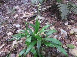 2. Calanthe sylvatica - ORCHIDACEAE-I variante blanche