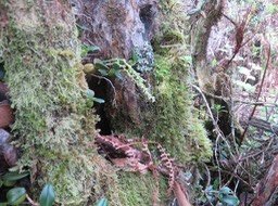 7. Bulbophyllum nutans - Ti carambole - Orchidaceae
