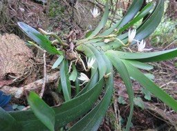 8. Le support a dû être dérangé. Jumellea triquetra - EPIDENDROIDEAE - Endémique Réunion