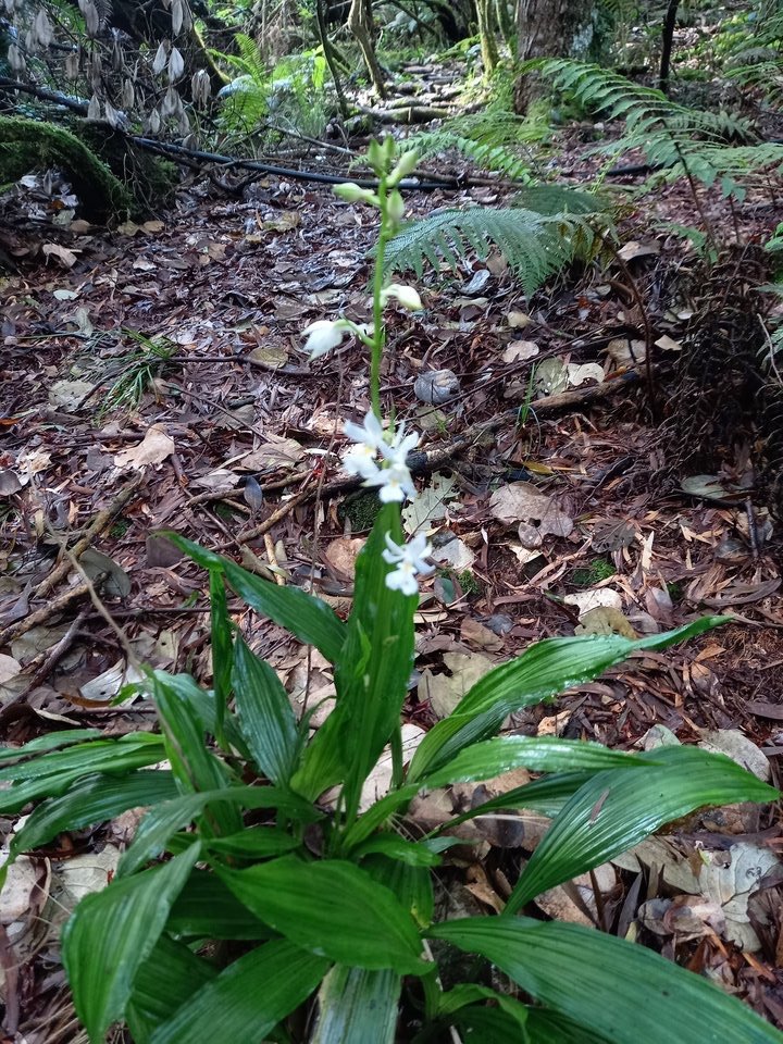 Calanthe sylvatica - EPIDENDROIDEAE - Indigène Réunion-093214
