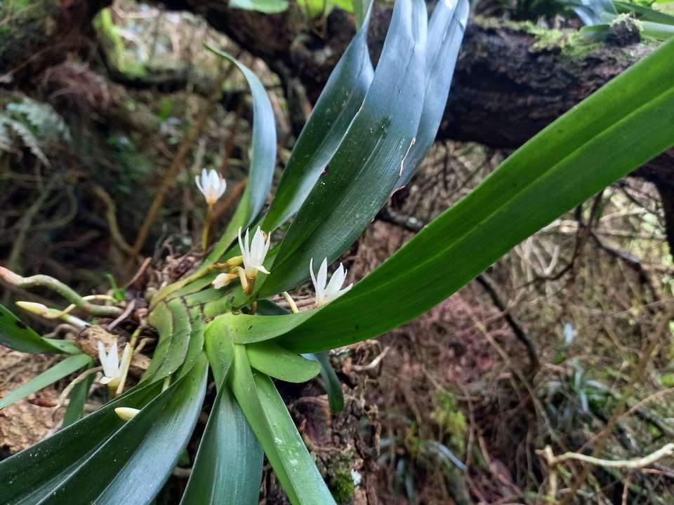 Jumellea triquetra - EPIDENDROIDEAE - Endémique Réunion